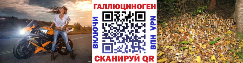 как найти наркотики  Михайловск  Галлюциногенные грибы Psilocybe 